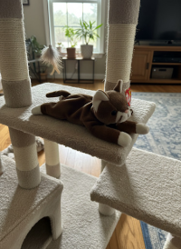 Pounce - she will sneak up on you